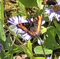 Aglais milberti