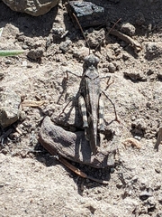 Trimerotropis fontana