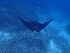 Mobula alfredi