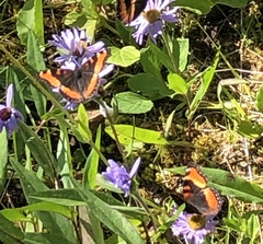 Aglais milberti