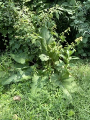 Arctium minus