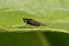 Oscinellinae