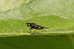 Oscinellinae