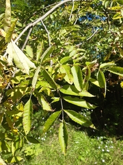 Fraxinus mandshurica