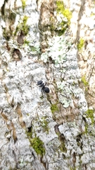Cephalotes