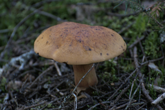 Boletus subluridellus