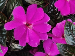 Impatiens hawkeri