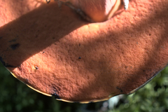 Boletus subluridellus