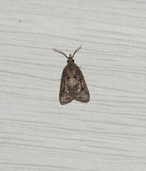 Platynota idaeusalis