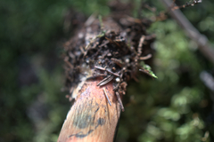 Boletus subluridellus