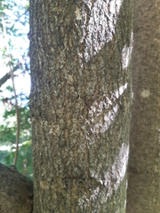 Fraxinus mandshurica