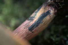 Boletus subluridellus