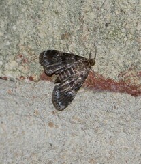 Elophila obliteralis