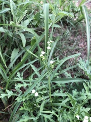 Parthenium
