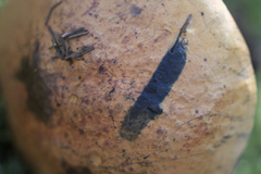 Boletus subluridellus