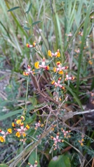 Pultenaea retusa