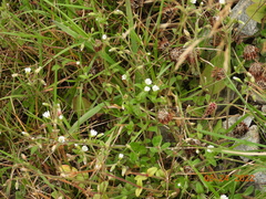 Cerastium fontanum