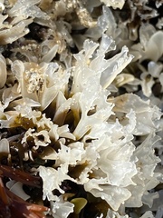 Chondrus crispus