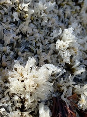 Chondrus crispus