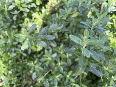 Rhagodia candolleana