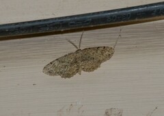 Melanolophia canadaria