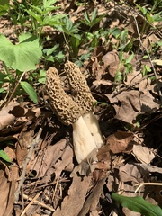 Morchella