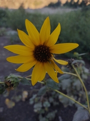 Helianthus petiolaris