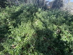 Rhagodia candolleana