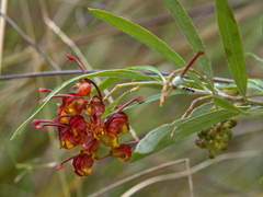 Grevillea floribunda