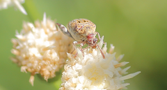 Penthobruchus germaini