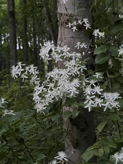 Clematis
