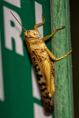 Schistocerca americana