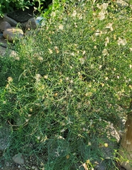 Porophyllum gracile
