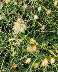 Porophyllum gracile