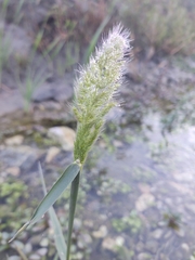 Polypogon monspeliensis