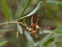 Grevillea floribunda
