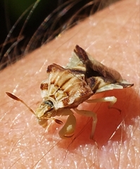 Phymata fasciata