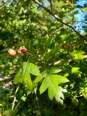 Crataegus pinnatifida