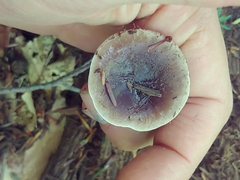 Lactarius pseudomucidus