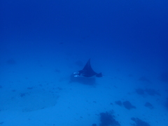 Mobula alfredi