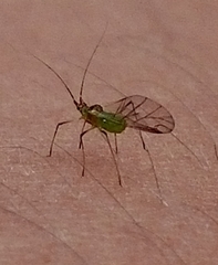 Macrosiphum