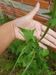 Sonchus asper asper