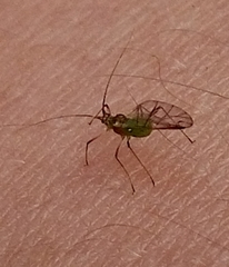 Macrosiphum