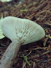 Lactarius pseudomucidus