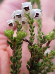 Erica spectabilis