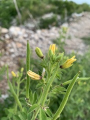 Cleome viscosa