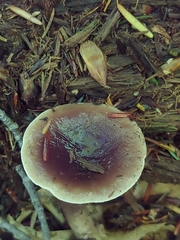 Lactarius pseudomucidus
