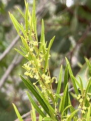 Notelaea linearis