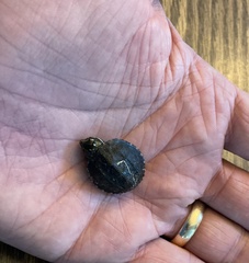 Sternotherus odoratus