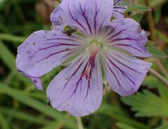 Geranium erianthum